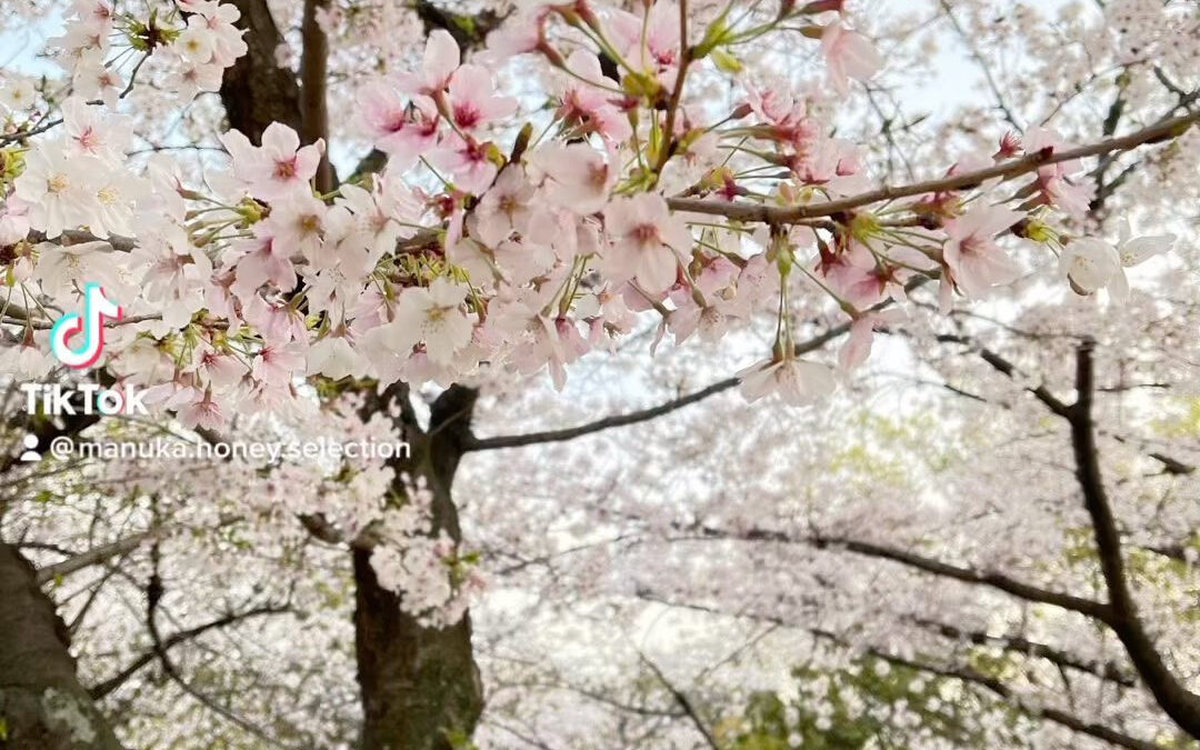 【OHANAMI!!】