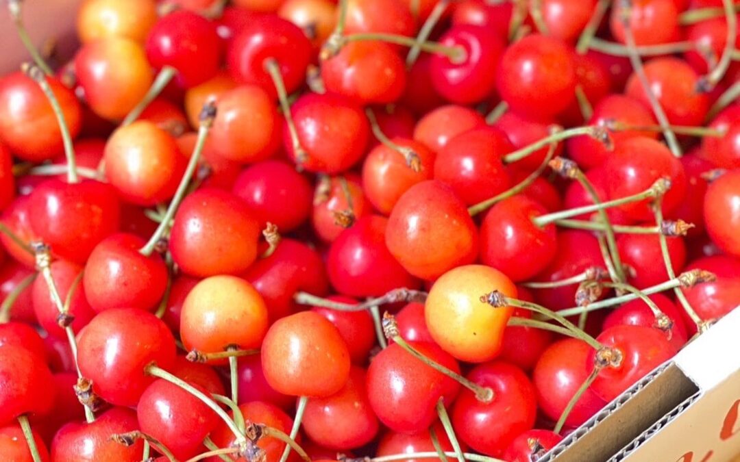【 cherry´-】